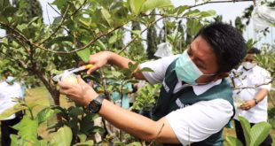 Herman Deru Berdayakan Alumni SMK SPPN Sembawa, Wujudkan Sumsel Lumbung Daging Nasional