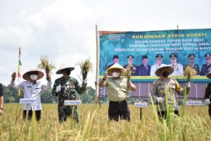 Muba Lumbung Padi Bukan Sekadar Mimpi