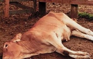 Astaga, Puluhan Sapi di Lahat Mati Mendadak