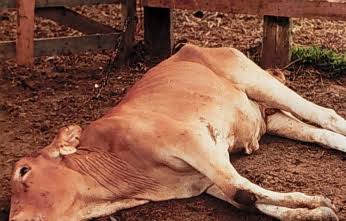 Astaga, Puluhan Sapi di Lahat Mati Mendadak