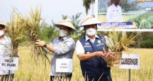 Gubernur Panen Raya Penangkaran Benih Padi di Banyuasin