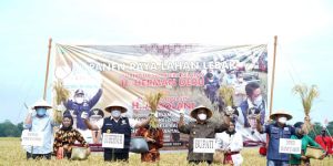 Gubernur Sumsel H. Herman Deru Panen Raya Padi IP 100 di Rantau Banyur