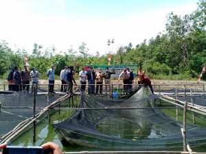 Desa Persiapan Toman Baru Muba Diproyeksi Jadi Sentra Peternakan Lele