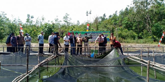 Desa Persiapan Toman Baru Muba Diproyeksi Jadi Sentra Peternakan Lele