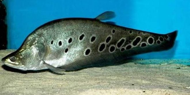Mulai Sekarang, Stop Konsumsi Ikan Belida