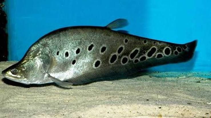 Mulai Sekarang, Stop Konsumsi Ikan Belida