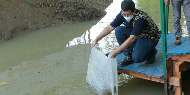 General Manager Pertambangan Tanjung Enim (GM PTE), Venpri Sagara, dan didampingi unsur Tripika Kecamatan, melakukan penebaran 16 ribu Benih ikan di Bantaran Sungai Enim,
