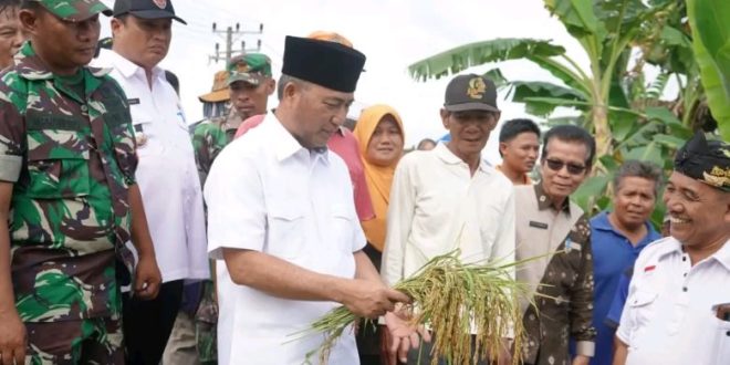 Kondisi puluhan hektar sawah masyarakat yang tiap tahun terkena banjir (Foto:Pemkab Muba)