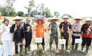 Tiga Bulan Ditanam, Jagung Muba Tumbuh Subur dan Berkualitas (foto:Pemkab Muba)