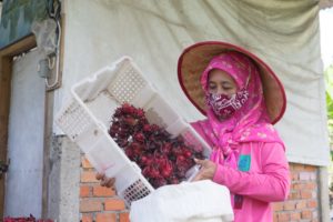 Sekelompok ibu rumah melakukan pengolahan Rosella di kawasan Sentra Industri Bukit Asam (SIBA) Center, Desa Lingga, Kecamatan Lawang Kidul, Kabupaten Muara Enim. (foto : Humas PT. Bukit Asam)