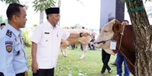 Puluhan hewan kurban berupa Sapi dan Kambing hasil urunan pejabat di lingkungan Pemkab Muba disalurkan langsung Pj Bupati Apriyadi