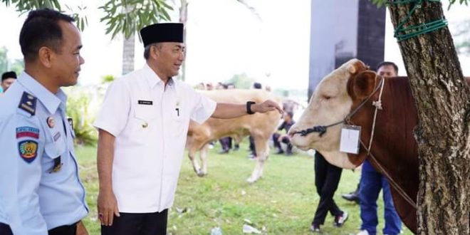 Puluhan hewan kurban berupa Sapi dan Kambing hasil urunan pejabat di lingkungan Pemkab Muba disalurkan langsung Pj Bupati Apriyadi