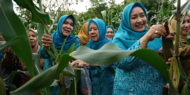 Penjabat (Pj) Ketua Tim Penggerak (TP) Pemberdayaan Kesejahteraan Keluarga (PKK) Sumatera Selatan (Sumsel) meninjau beragam sayur mayur, seperti terong, cabai, jagung juga tanaman obat berupa kunyit dan temulawak.