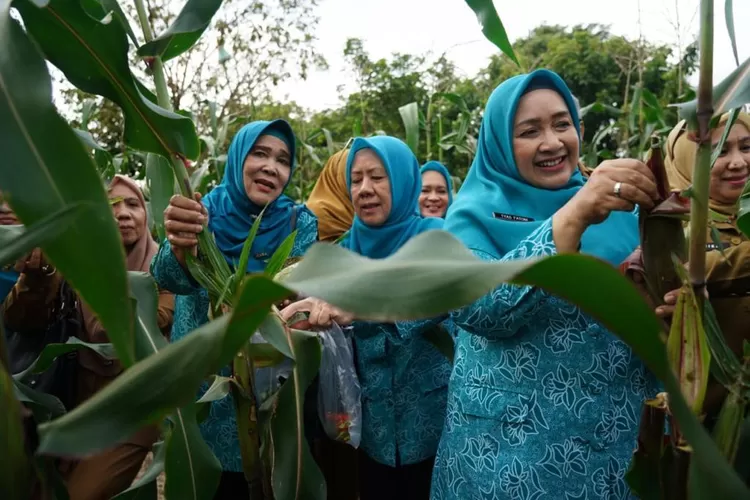 Penjabat (Pj) Ketua Tim Penggerak (TP) Pemberdayaan Kesejahteraan Keluarga (PKK) Sumatera Selatan (Sumsel) meninjau beragam sayur mayur, seperti terong, cabai, jagung juga tanaman obat berupa kunyit dan temulawak.