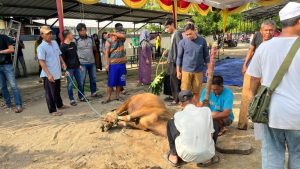 Tahun ini, Dinkominfo Muba berkurban 2 ekor sapi yang berlangsung di halaman kantor Dinkominfo Muba, Selasa (18/6/2024).