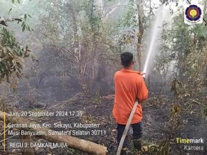Team Satpol PP Damkar Kabupaten Musi Banyuasin kembali berhasil menjinakkan si jago merah yang melahap lahan dekat pemukiman warga di Perumahan Sawah Permai Depan Masjid Raya Sekayu hari ini, Jumat (20/09/2024).