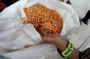 Ilustrasi Jagung hasil panen/Foto : Humas Bapanas