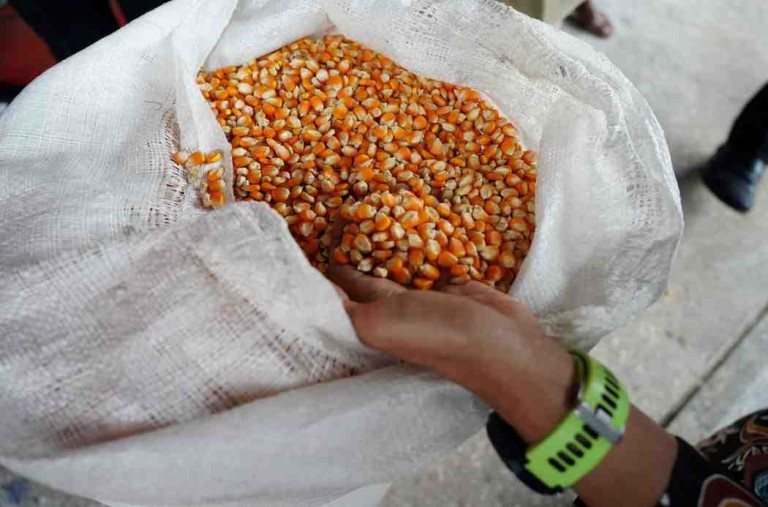 Ilustrasi Jagung hasil panen/Foto : Humas Bapanas