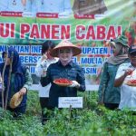 Kabupaten Banyuasin kembali menunjukkan taringnya sebagai salah satu sentra produksi cabe di Sumatera Selatan.