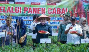 Kabupaten Banyuasin kembali menunjukkan taringnya sebagai salah satu sentra produksi cabe di Sumatera Selatan.