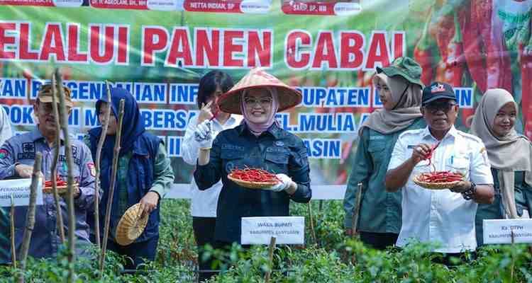 Kabupaten Banyuasin kembali menunjukkan taringnya sebagai salah satu sentra produksi cabe di Sumatera Selatan.