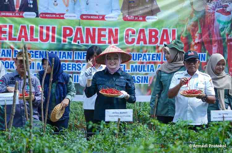 Kabupaten Banyuasin kembali menunjukkan taringnya sebagai salah satu sentra produksi cabe di Sumatera Selatan.