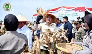 Ketua DPRD Sumsel, Andie Dinialdie, menghadiri acara Panen Raya Jagung Serentak Kuartal II Tahun 2025 digelar di Komplek Senai Indah, Kelurahan Indralaya Indah, Kecamatan Indralaya, Kabupaten Ogan Ilir, Provinsi Sumatera Selatan, hari Kamis, tanggal 5 Juni 2025.