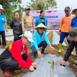 Anggota DPD Republik Indonesia, Stefanus BAN Liow, terjun langsung bersama kelompok masyarakat tani Kelurahan Pangolombian, Kecamatan Tomohon Selatan, Kota Tomohon, melakukan aksi penanaman tanaman pangan, khususnya cabe. (foto : Tim Media Stefanus BANK Liow)