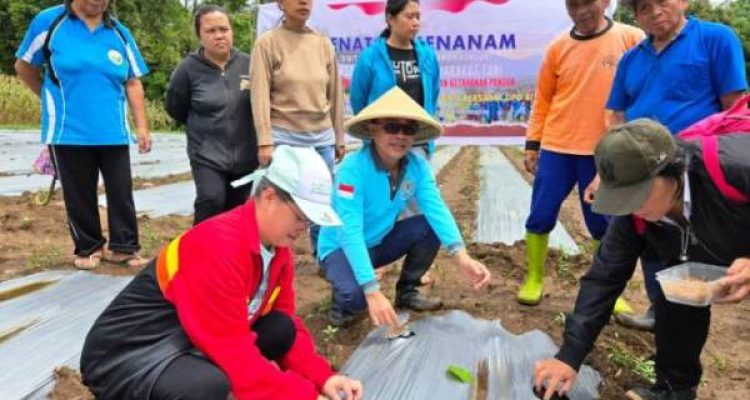 Anggota DPD Republik Indonesia, Stefanus BAN Liow, terjun langsung bersama kelompok masyarakat tani Kelurahan Pangolombian, Kecamatan Tomohon Selatan, Kota Tomohon, melakukan aksi penanaman tanaman pangan, khususnya cabe. (foto : Tim Media Stefanus BANK Liow)