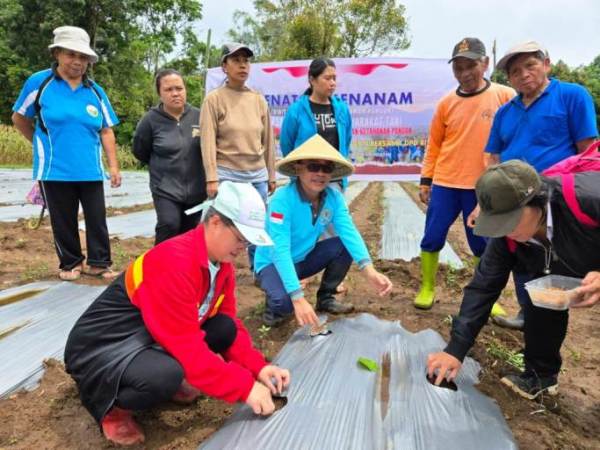 Anggota DPD Republik Indonesia, Stefanus BAN Liow, terjun langsung bersama kelompok masyarakat tani Kelurahan Pangolombian, Kecamatan Tomohon Selatan, Kota Tomohon, melakukan aksi penanaman tanaman pangan, khususnya cabe. (foto : Tim Media Stefanus BANK Liow)