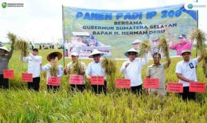 H. Herman Deru (HD), didampingi oleh Staf Khusus Menteri Pertanian Prof. Herodian dan Bupati Banyuasin H. Askolani, melakukan Panen Raya Padi IP 200 di Desa Maju Ria, Kecamatan Karang Agung Ilir, Kabupaten Banyuasin, Jumat (25/7/2025).