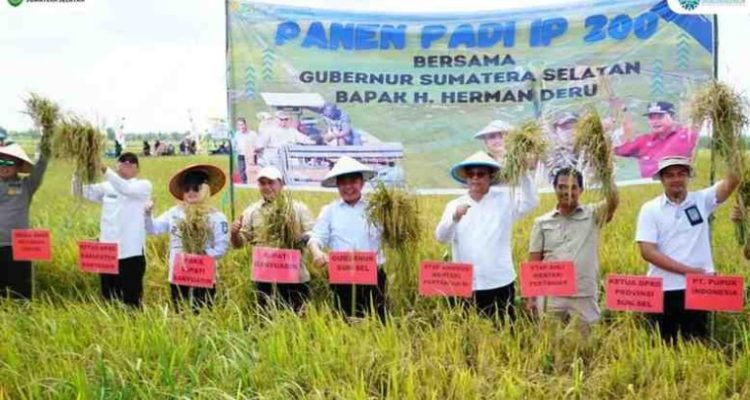 H. Herman Deru (HD), didampingi oleh Staf Khusus Menteri Pertanian Prof. Herodian dan Bupati Banyuasin H. Askolani, melakukan Panen Raya Padi IP 200 di Desa Maju Ria, Kecamatan Karang Agung Ilir, Kabupaten Banyuasin, Jumat (25/7/2025).