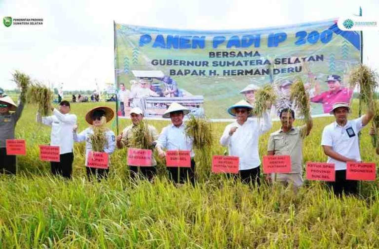 H. Herman Deru (HD), didampingi oleh Staf Khusus Menteri Pertanian Prof. Herodian dan Bupati Banyuasin H. Askolani, melakukan Panen Raya Padi IP 200 di Desa Maju Ria, Kecamatan Karang Agung Ilir, Kabupaten Banyuasin, Jumat (25/7/2025).