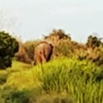 Tangkapan Layar : Gajah memasuki daerah permukiman warga di Desa Bukit Batu, Kecamatan Air Sugihan, Kabupaten Ogan Komering Ilir, Provinsi Sumatera Selatan.