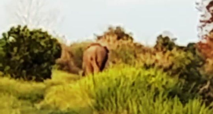 Tangkapan Layar : Gajah memasuki daerah permukiman warga di Desa Bukit Batu, Kecamatan Air Sugihan, Kabupaten Ogan Komering Ilir, Provinsi Sumatera Selatan.