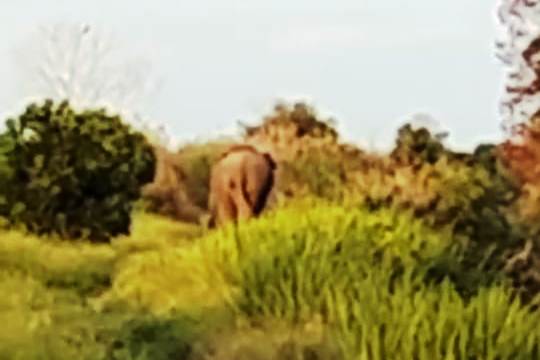 Tangkapan Layar : Gajah memasuki daerah permukiman warga di Desa Bukit Batu, Kecamatan Air Sugihan, Kabupaten Ogan Komering Ilir, Provinsi Sumatera Selatan.