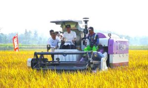 Program Optimalisasi Lahan Sawah (OPLAH) dan Brigade Pangan (BP) di Kabupaten Ogan Komering Ilir (OKI)