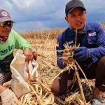 Metode pengolahan lahan tanpa bakar