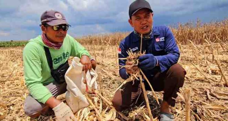 Metode pengolahan lahan tanpa bakar