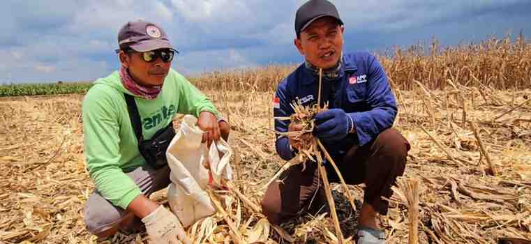 Metode pengolahan lahan tanpa bakar Metode pengolahan lahan tanpa bakar