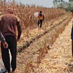 Panen raya demplot jagung seluas 20 hektare yang merupakan binaan PT OKI Pulp and Paper Mills.