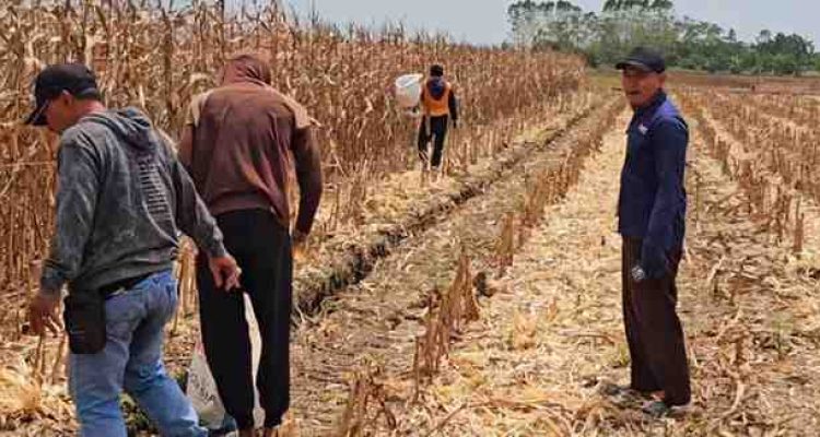Panen raya demplot jagung seluas 20 hektare yang merupakan binaan PT OKI Pulp and Paper Mills.