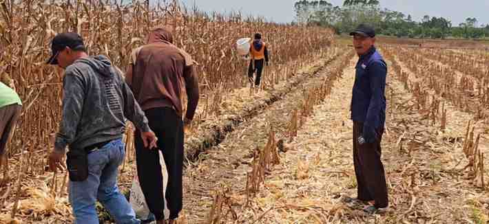 Panen raya demplot jagung seluas 20 hektare yang merupakan binaan PT OKI Pulp and Paper Mills. Panen raya demplot jagung seluas 20 hektare yang merupakan binaan PT OKI Pulp and Paper Mills.
