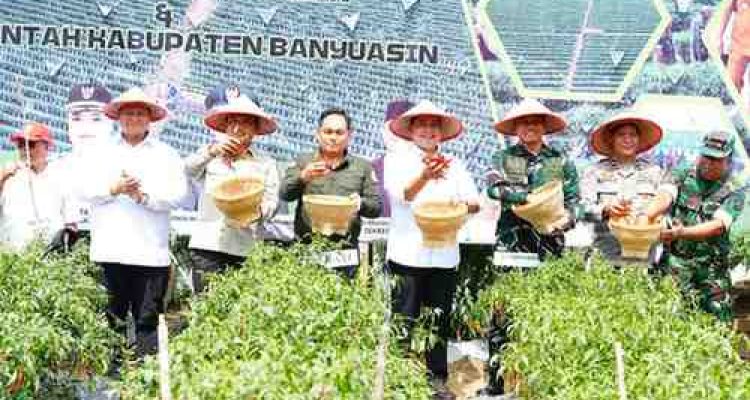 kegiatan panen cabai sebanyak 4 ton di kawasan Kompi Produksi yang dipimpin langsung oleh Bupati Banyuasin, Dr. H. Askolani,S.H.,M.H bersama Sekda Banyuasin, Ir. Erwin Ibrahim,S.T., M.M.,M.B.A., IPU, Asean, Eng dan Dandim 04/30, Letkol. Inf. Handoyo Yudi Prasetyo,S.E.