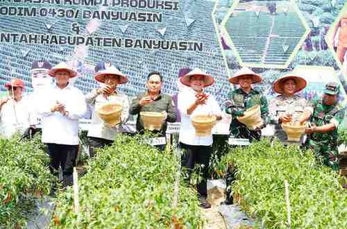 kegiatan panen cabai sebanyak 4 ton di kawasan Kompi Produksi yang dipimpin langsung oleh Bupati Banyuasin, Dr. H. Askolani,S.H.,M.H bersama Sekda Banyuasin, Ir. Erwin Ibrahim,S.T., M.M.,M.B.A., IPU, Asean, Eng dan Dandim 04/30, Letkol. Inf. Handoyo Yudi Prasetyo,S.E.