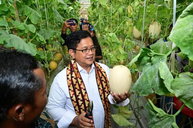 Wakil Menteri Transmigrasi, Viva Yoga Mauladi, saat melakukan Panen Melon di Kabupaten Mesuji, Provinsi Lampung. (foto : transmigrasi.go.id)