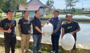 Unit Pelaksana Teknis Daerah (UPTD) Balai Benih Ikan Kota Pagar Alam kembali menyalurkan benih ikan nila berukuran 4–6 sentimeter kepada masyarakat. (MUSINEWS.ID/HAIRUDIN) Unit Pelaksana Teknis Daerah (UPTD) Balai Benih Ikan Kota Pagar Alam kembali menyalurkan benih ikan nila berukuran 4–6 sentimeter kepada masyarakat. (MUSINEWS.ID/HAIRUDIN)