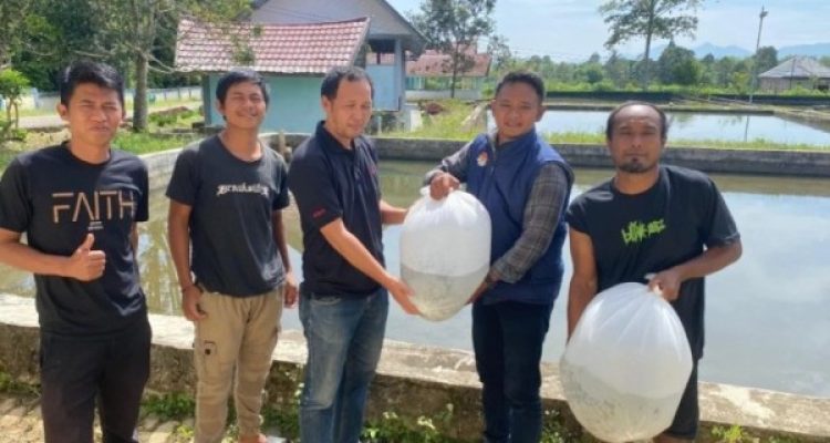 Unit Pelaksana Teknis Daerah (UPTD) Balai Benih Ikan Kota Pagar Alam kembali menyalurkan benih ikan nila berukuran 4–6 sentimeter kepada masyarakat. (MUSINEWS.ID/HAIRUDIN)