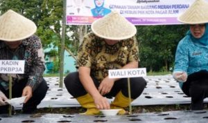 Wali Kota Pagar Alam, Ludi Oliansyah, bersama Ketua TP PKK, Hera Parianti, mengikuti kegiatan tanam bawang merah perdana yang dilakukan di kebun TP PKK Kota Pagar Alam, hari Kamis, tanggal 29 Januari 2026. (MUSINEWS.ID/HAIRUDIN)