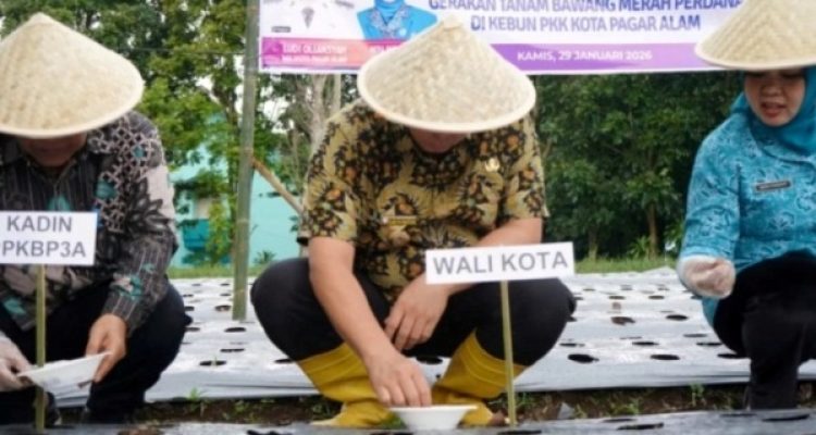Wali Kota Pagar Alam, Ludi Oliansyah, bersama Ketua TP PKK, Hera Parianti, mengikuti kegiatan tanam bawang merah perdana yang dilakukan di kebun TP PKK Kota Pagar Alam, hari Kamis, tanggal 29 Januari 2026. (MUSINEWS.ID/HAIRUDIN)